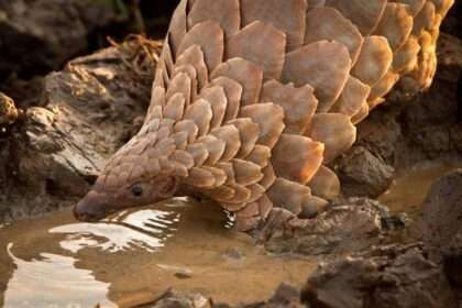 Guinean National Receives Two-Year Sentence for Wildlife Trafficking