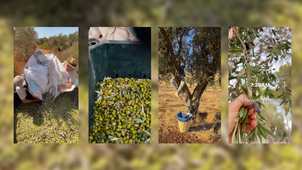 Israeli settlers have been posting images of their olive harvests on social media
